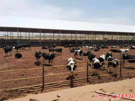武威古浪： 产业发展“牛”起来