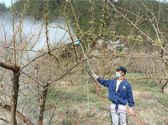 奉节：三月李花开 村民管护忙