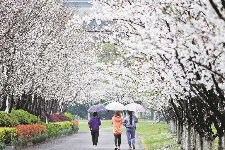 樱花跑道 雨中烂漫