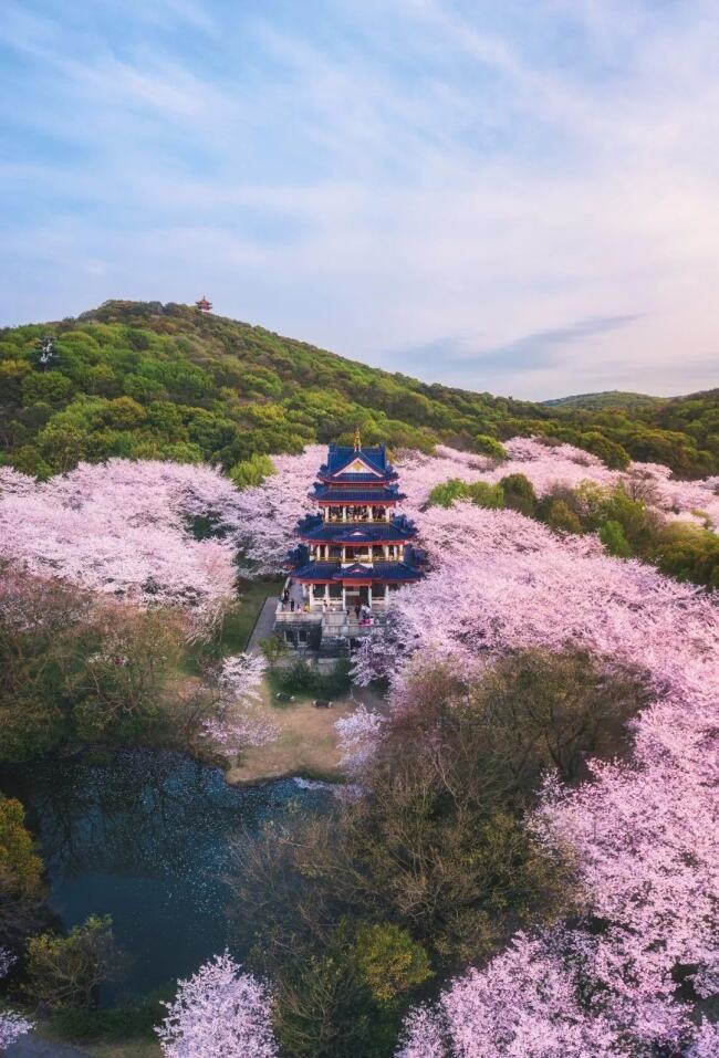 无锡的鼋头渚，樱花绽放。图/视觉中国
