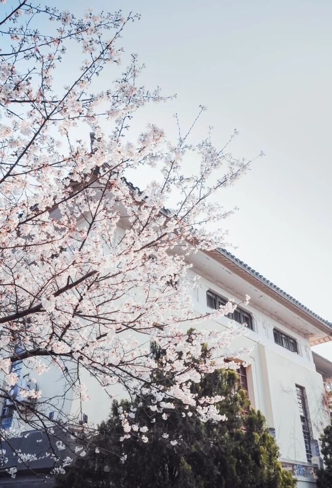 武汉大学，樱花灿烂。摄影/韩阳
