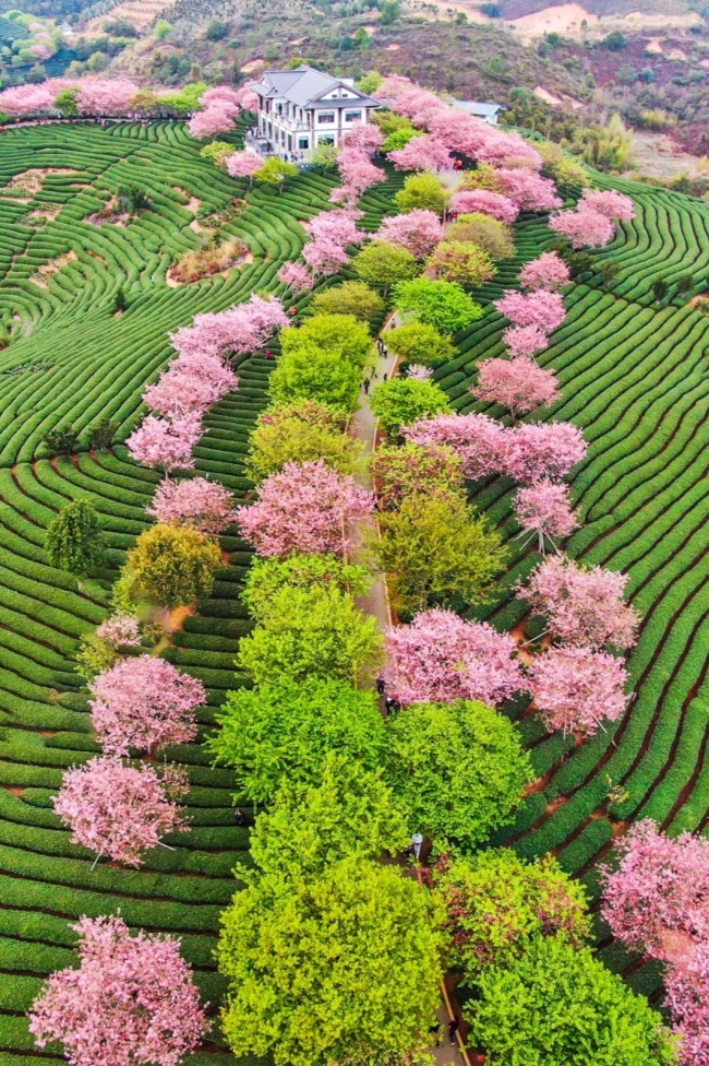 漳平永福，樱花茶园。摄影/刘剑聪