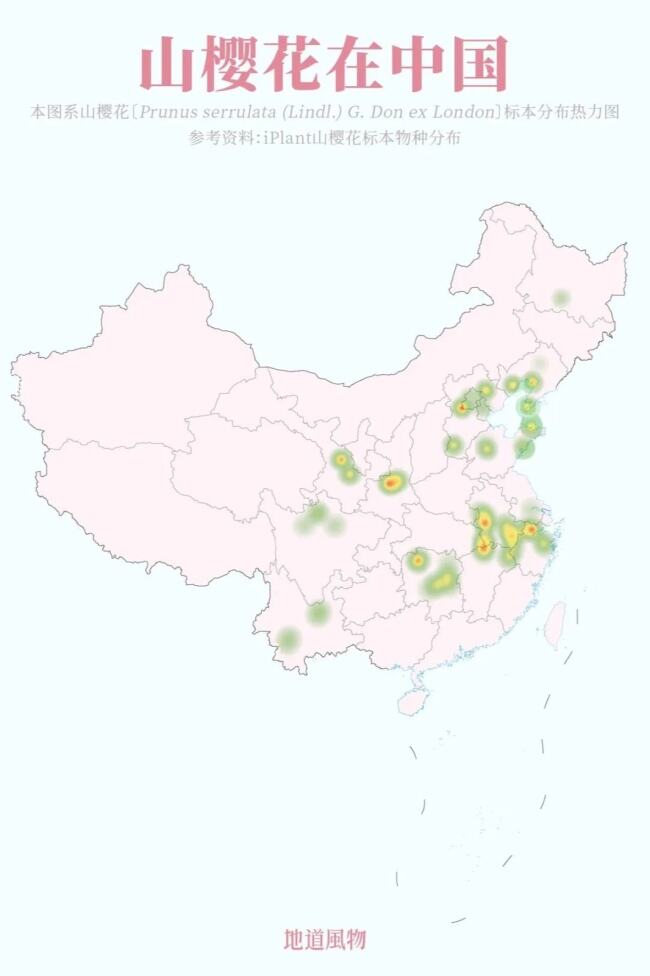 山樱花在中国的热力分布图。制图/孙璐