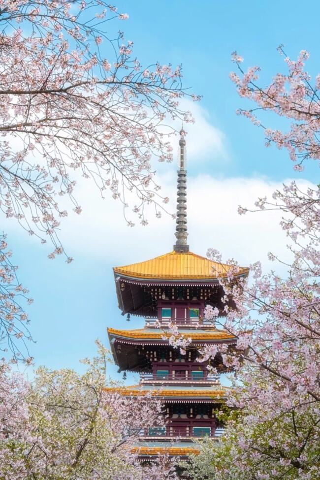 武汉东湖公园，经典的樱花镜头。图/视觉中国