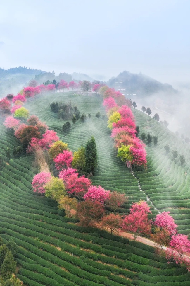 福建漳平永福，樱花茶园。摄影/刘艳晖