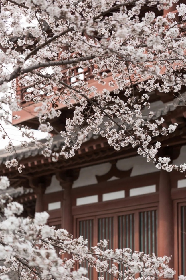 西安青龙寺，樱花也显古朴。图/视觉中国