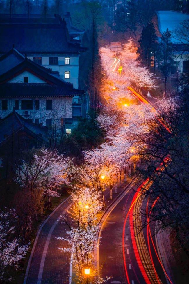 南京鸡鸣寺路，夜樱如长河。摄影/刘成贺