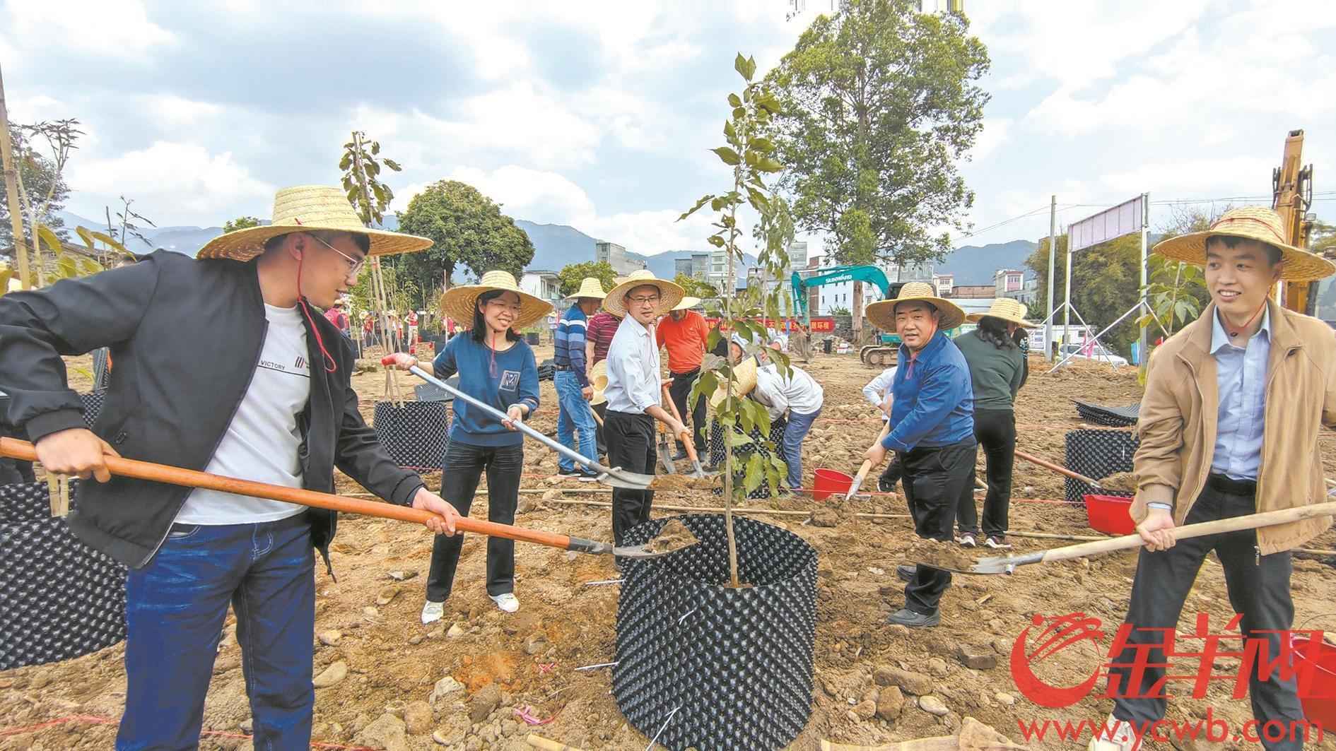 肇庆市封开县金装镇：“一村千树”启动乡村发展新引擎