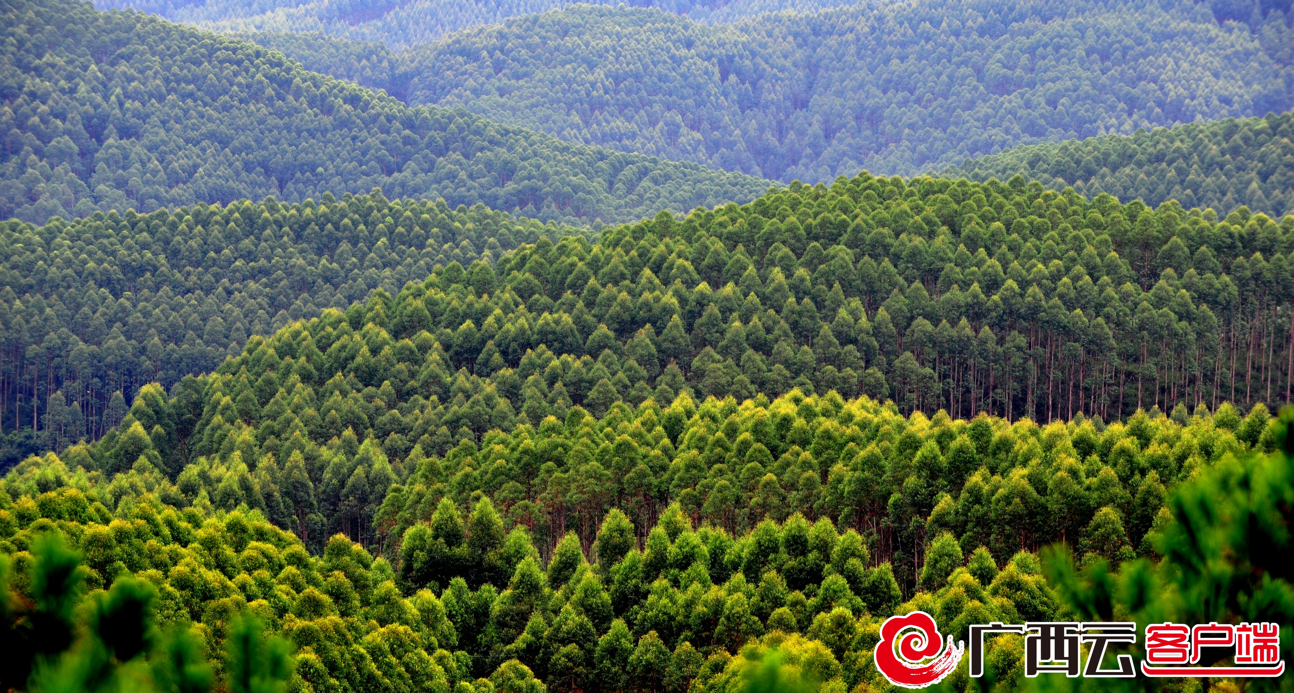 全国首个局区共建现代林业产业示范区落地广西