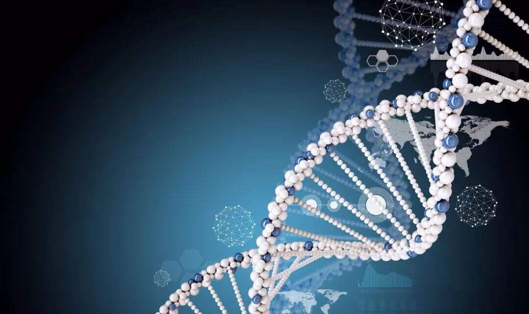 细胞修复DNA损伤新机制揭示