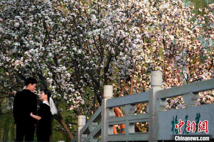 4月1日，一对新人在大明湖芙蓉桥上拍婚纱照。　梁犇 摄