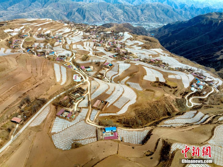 “俯瞰”青海马铃薯种植基地：银白色地膜纵横山间