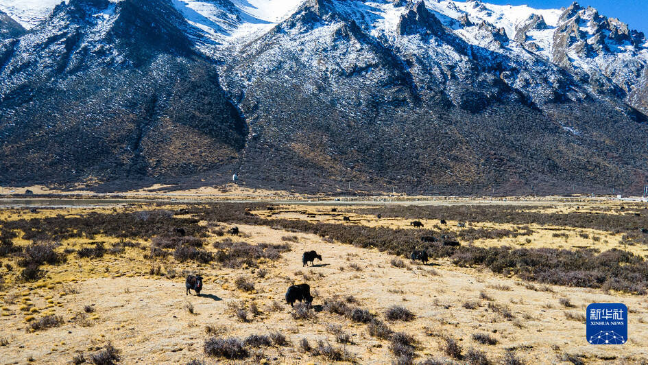 “幸福花儿开”——西藏嘉黎：娘亚牦牛科学养殖引领村民走上致富之路