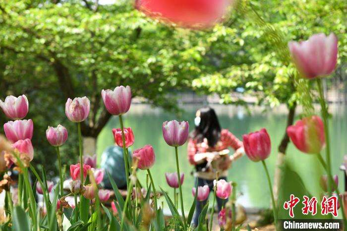 湖南省植物园内盛开的郁金香吸引市民。　杨华峰摄