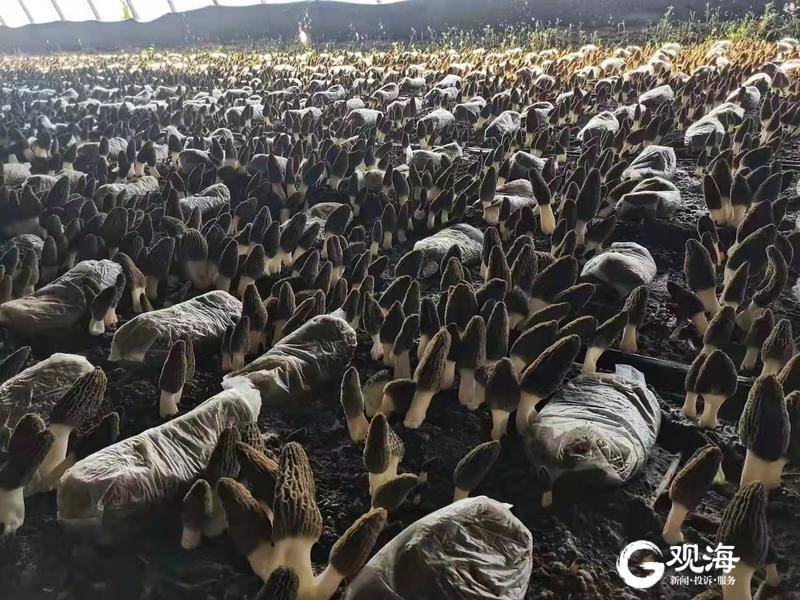 青岛周集网格160亩羊肚菌进入收获季 日产高达800余斤！