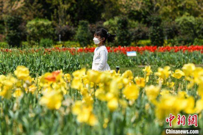 一位小女孩戴着口罩行走在花丛中。　杨华峰摄