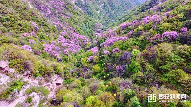 太平国家森林公园：漫山遍野紫荆花开 美不胜收醉游人