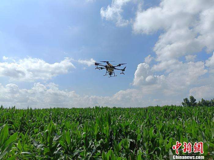 资料图：无人机正在为玉米田洒水撒药。 左雨晴 摄