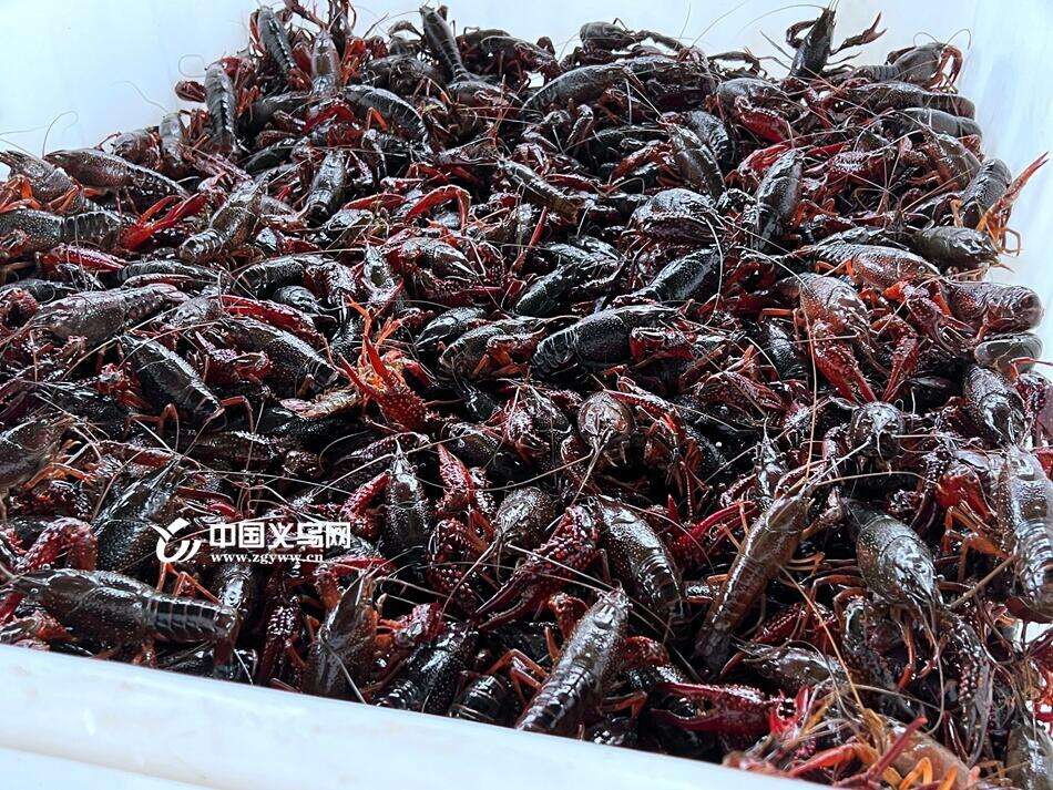 “种”出来的龙虾“爬”上居民餐桌 村集体增收超150万元