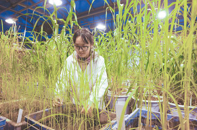 开辟水稻育种新途径