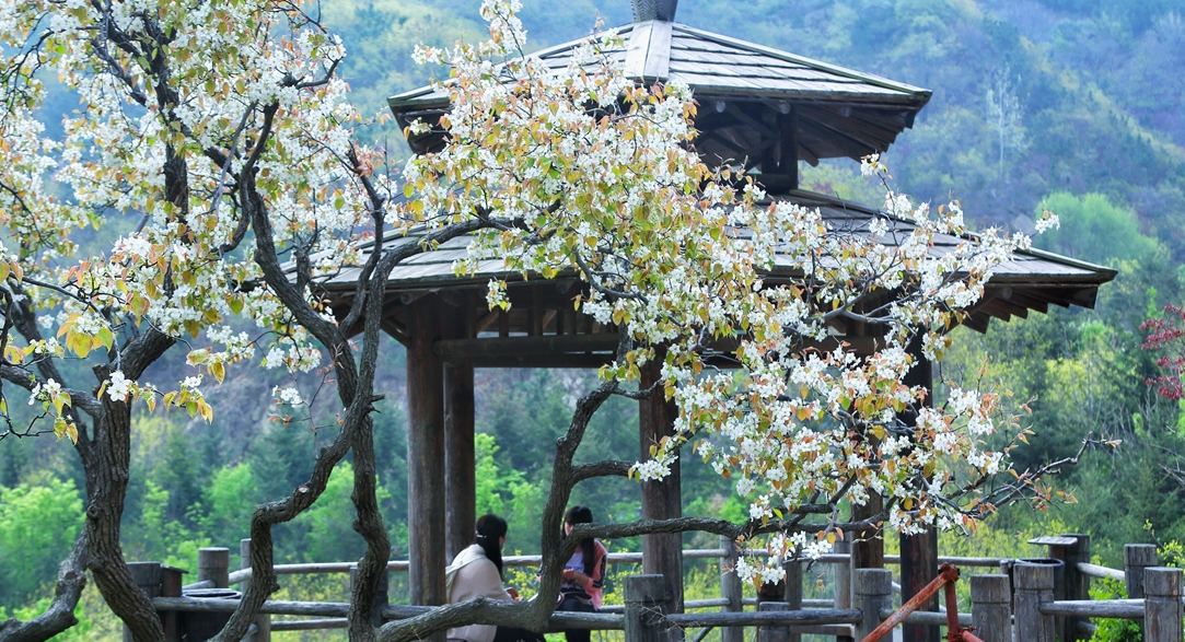 赏花踏青、野炊露营、手作体验……济南九如山春日浪漫尽显！