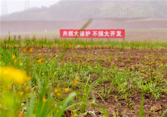 中化涪陵磷石膏渣场复土复绿、修建公园情况。实习生 童炳婷 摄