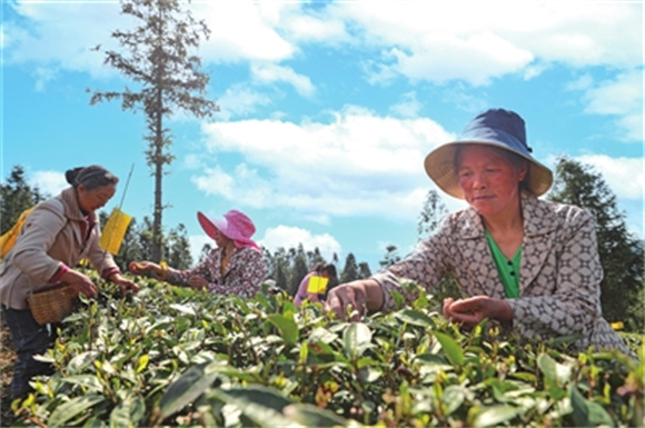 武隆：万亩高山生态茶园 扮靓乡村带富群众