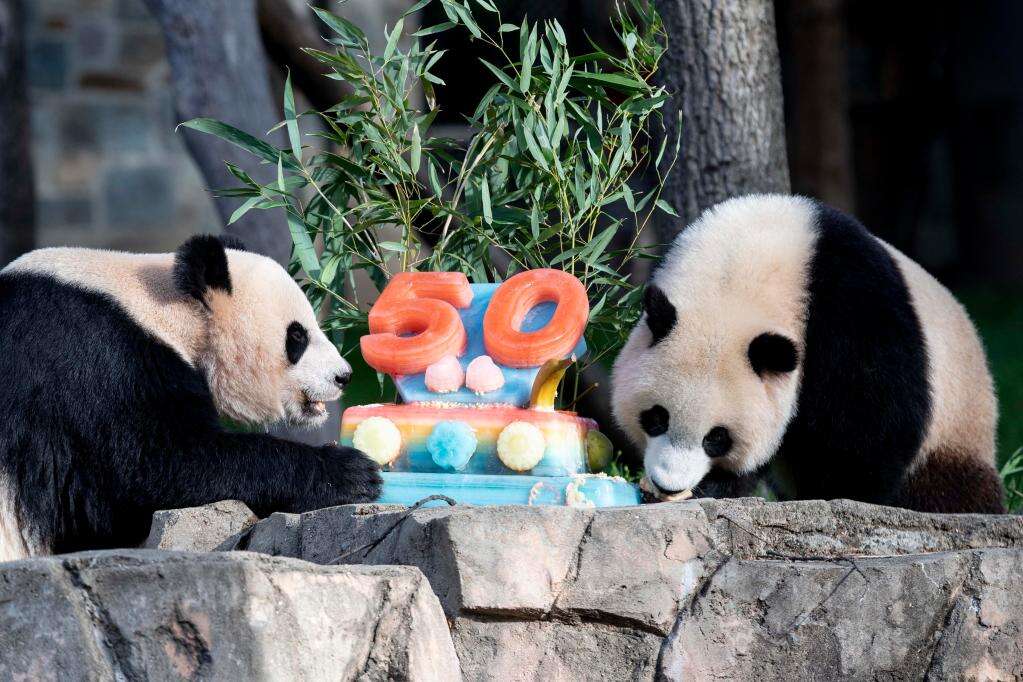 中国大熊猫抵美50周年 美国民众半世纪“熊猫情缘”