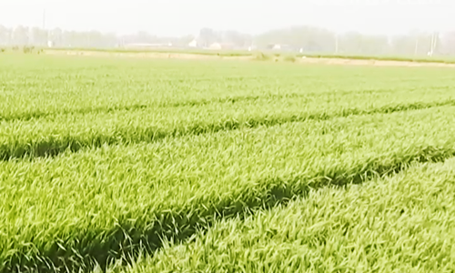 河南濮阳：加强病虫害防控 促进晚播小麦苗情转化