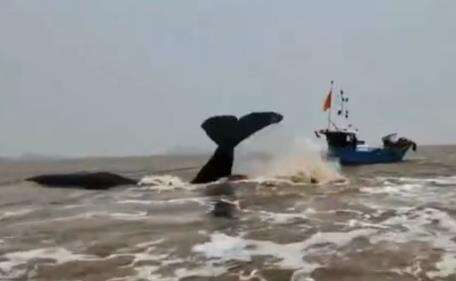 抹香鲸搁浅进展：救援中断 正在等待涨潮