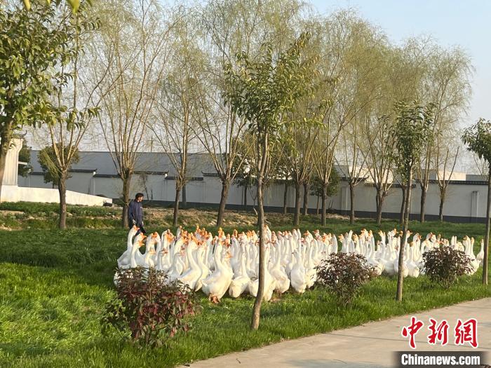 固镇镇军明白鹅养殖合作社的皖西白鹅种鹅。 余银银 摄