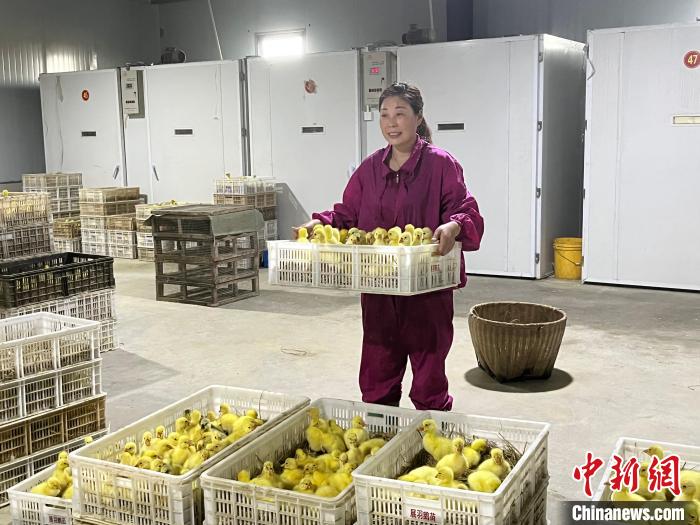 固镇镇军明白鹅养殖合作社刚孵化出来的鹅苗。 余银银 摄