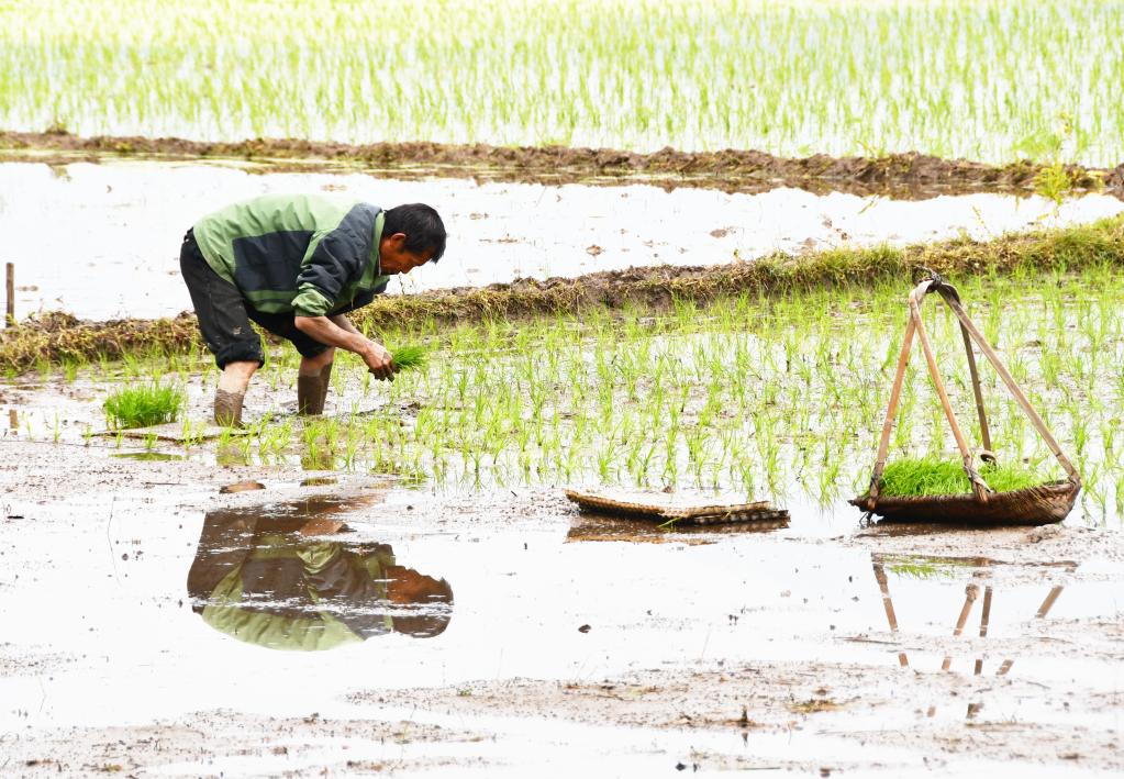 谷雨时节种谷天——各地加快春耕春播生产综述