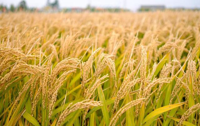 起底粮食腐败：守仓“硕鼠”为何能对粮食储备指标上下其手？