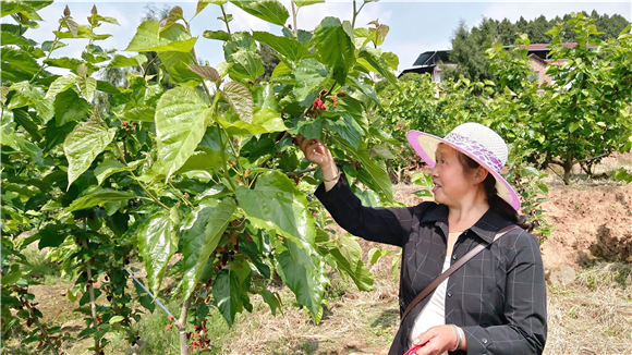 云阳：桑葚满枝头 采摘正当时