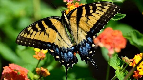 凤蝶的斑斓五彩 或源于基因快速进化