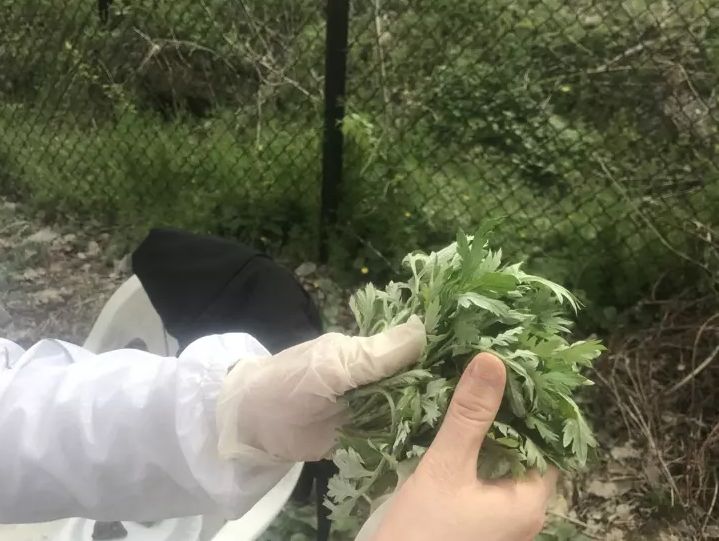 纽约华人采摘野菜巧手做佳肴 用美食一解乡愁