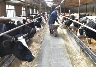 浙江泰顺:共富路上跑出了“牛墩墩”