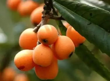 地标农产品,如何促共富?