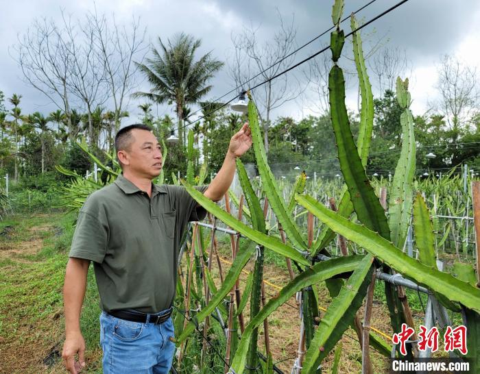 什巴村火龙果产业基地负责人余泉祥在查看燕窝果枝条生长状态。　王晓斌 摄