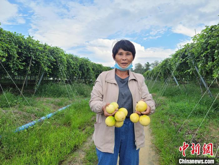 海南陵水黎乡：职业经理人与热带特色农业的“化学反应”