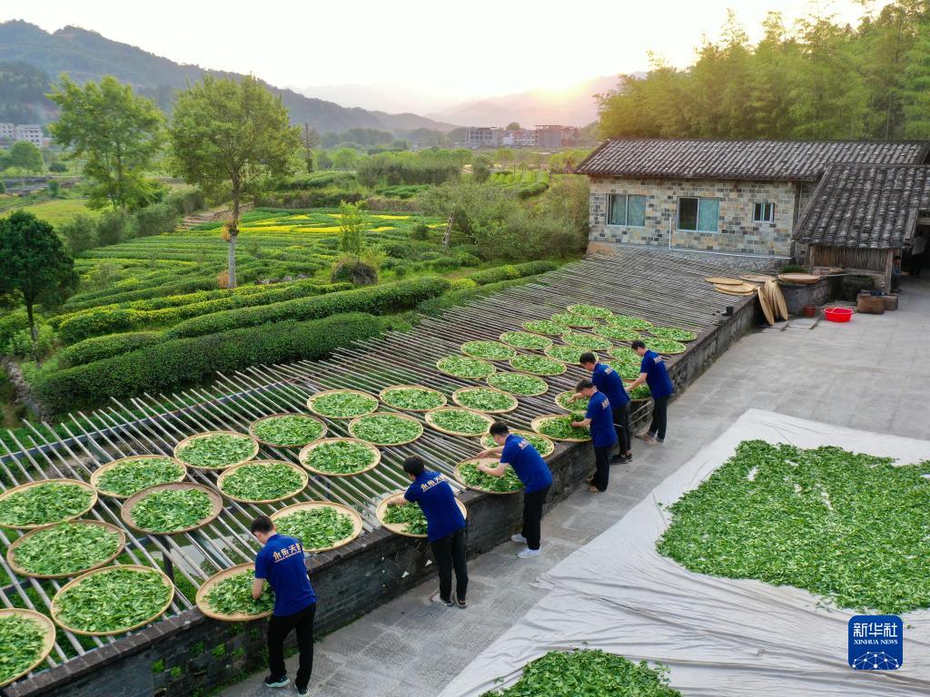 武夷山繁忙制茶季