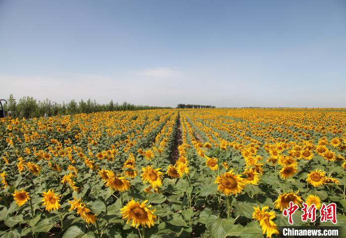 中国古郡五原：一粒葵花籽的国际味道