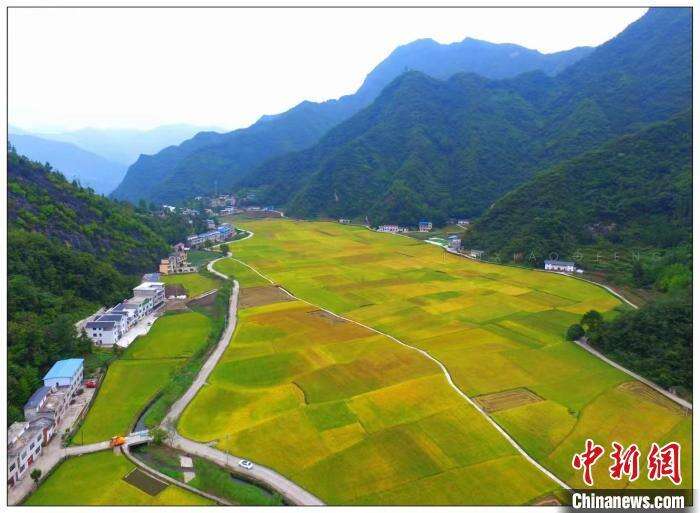 资料图：水稻种植基地(安康市农业农村局供图) 