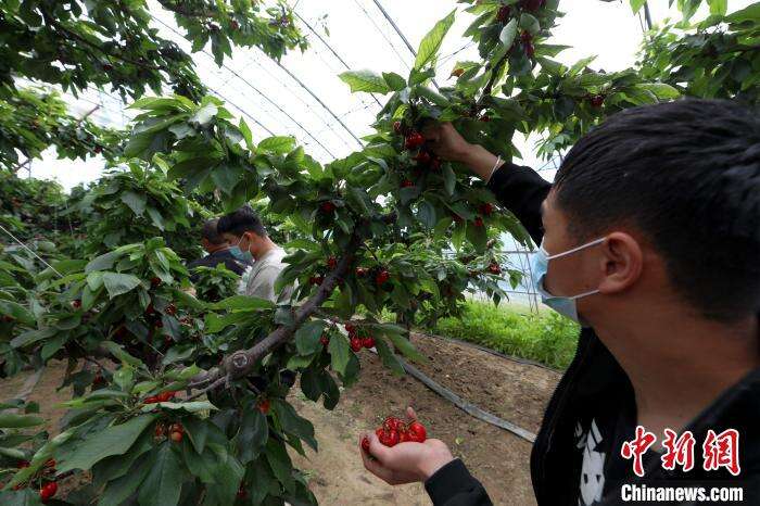 图为香河县专业种植合作社樱桃大棚内游客正在采摘樱桃。　安青松 摄