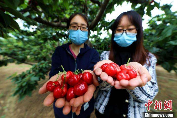 图为香河县专业种植合作社樱桃大棚内游客展示采摘成果。　安青松 摄