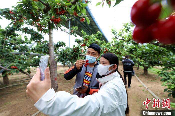 图为香河县专业种植合作社樱桃大棚内游客正在拍照记录樱桃采摘。　安青松 摄