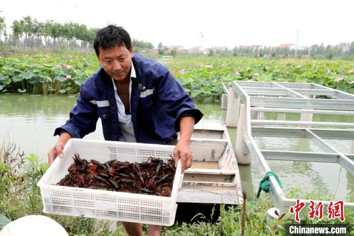 资料图：村民将新捕捞的小龙虾搬运上岸。　孙宏瑗 摄