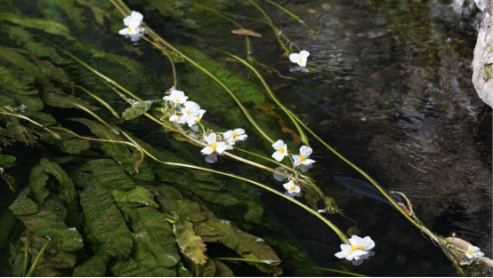 水源保护区里的有机盒马村：种植户与娃娃鱼、鸬鹚为伴