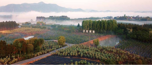 “莓”好人生,“饮”领未来,悠果维深耕健康事业